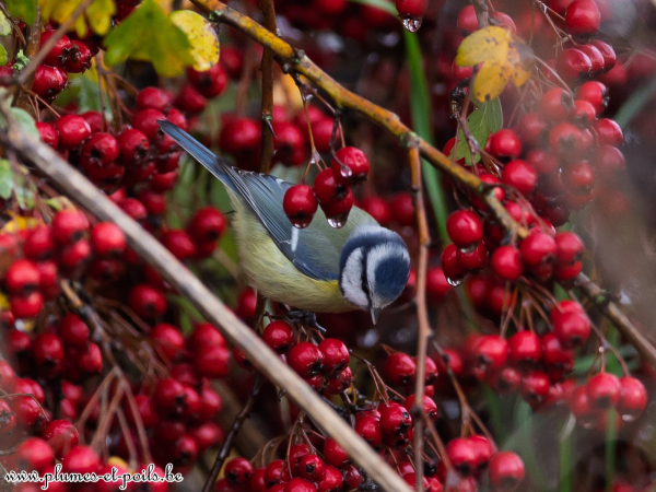 Mésange bleue