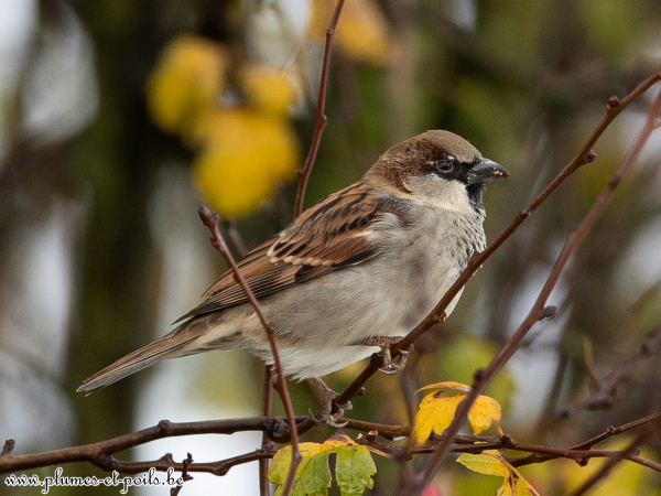 Moineau domestique