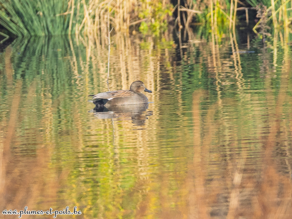 Canard chipeau