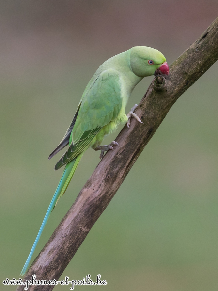 Perruche à collier