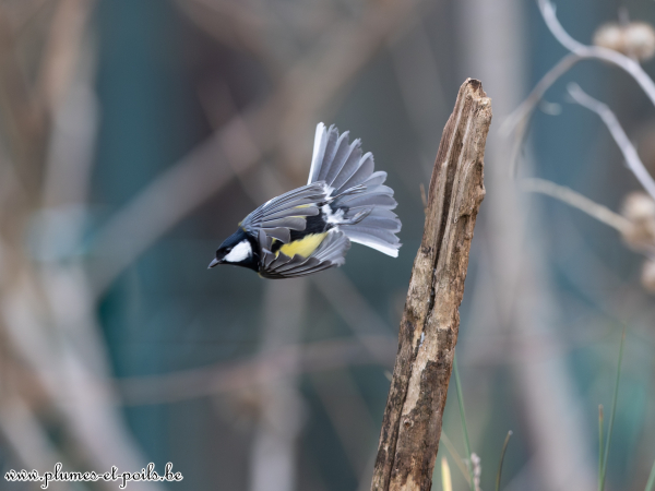 Mésange charbonnière