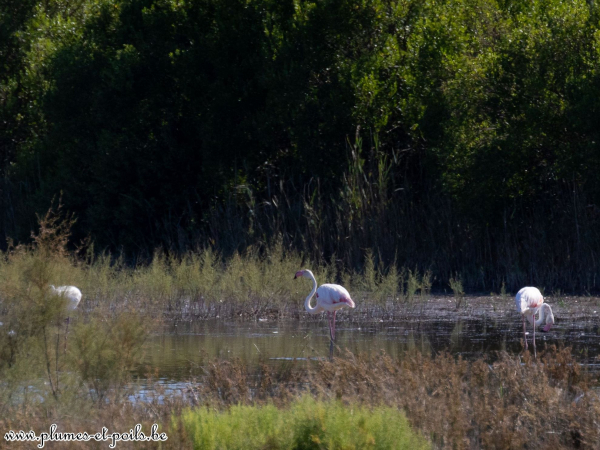 Flamant rose