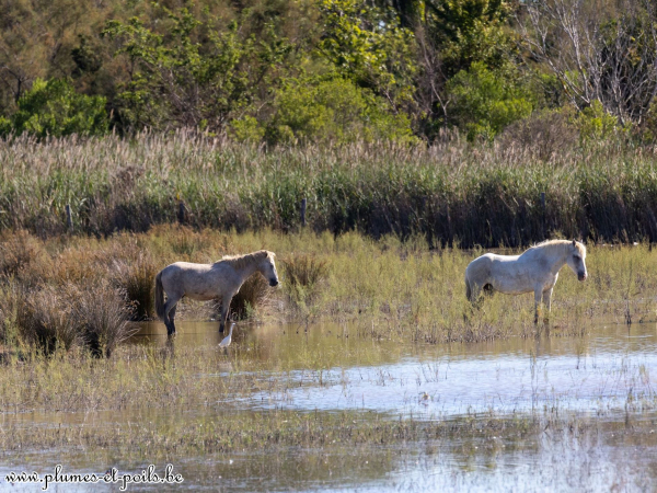 Chevaux de Camargue