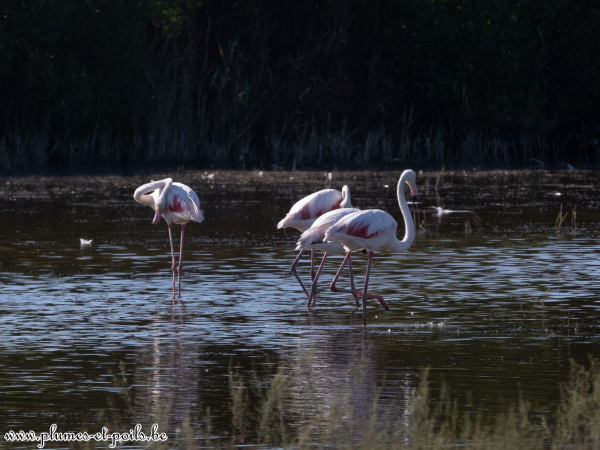 Flamant rose