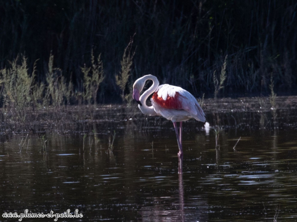 Flamant rose