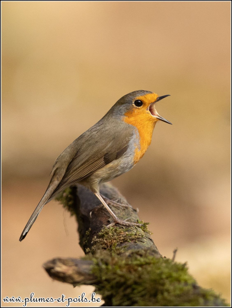 Rouge-gorge