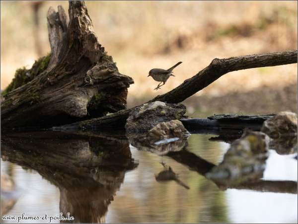 Rouge-gorge