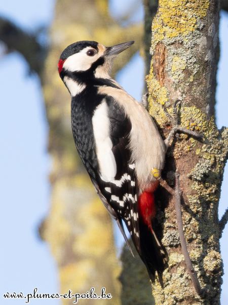 Pic épeiche