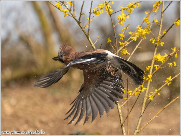 Geai des chênes