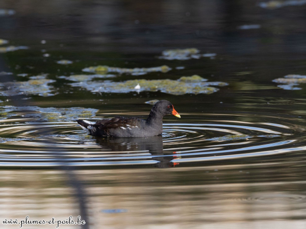 Gallinule poule d'eau