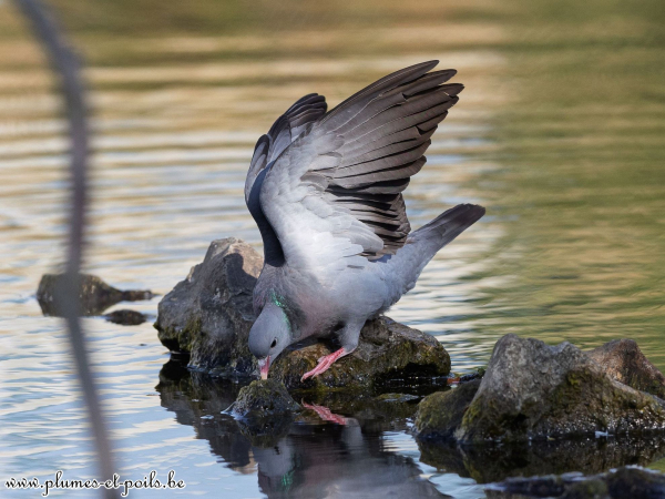 Pigeon colombin