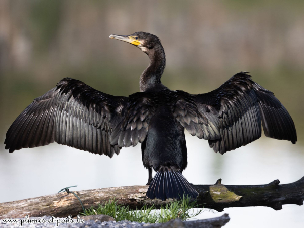 Grand cormoran