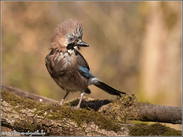 Geai des chênes