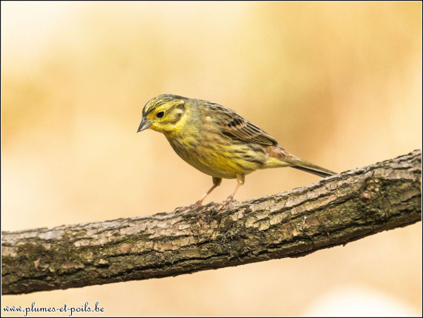 Bruant jaune