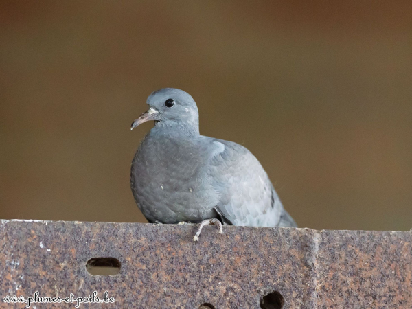 Pigeon colombin