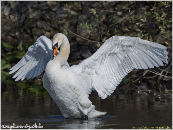 Cygne tuberculé