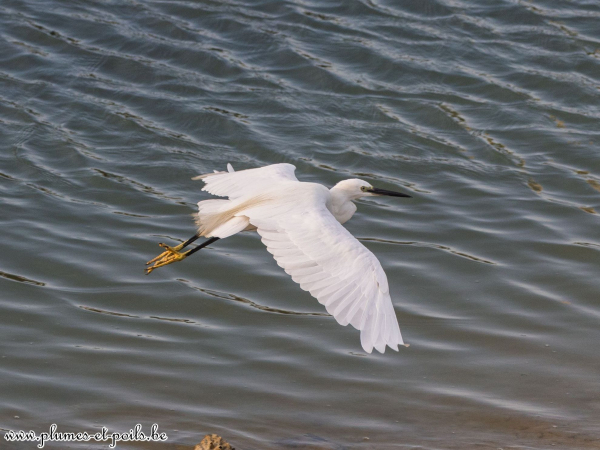 Aigrette garzette