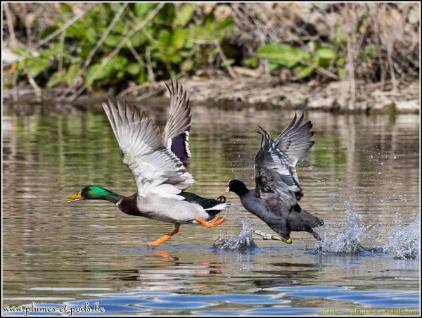 Colvert et foulque macroule