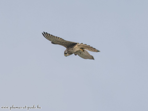 Faucon crécerelle
