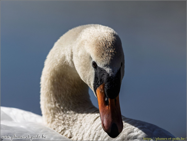 Cygne tuberculé