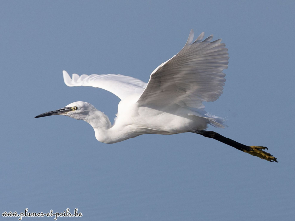 Aigrette garzette