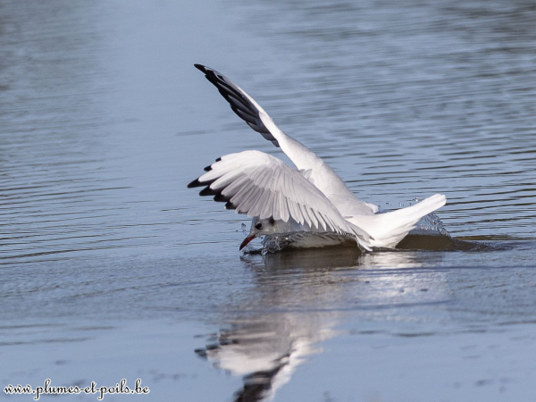 Mouette rieuse