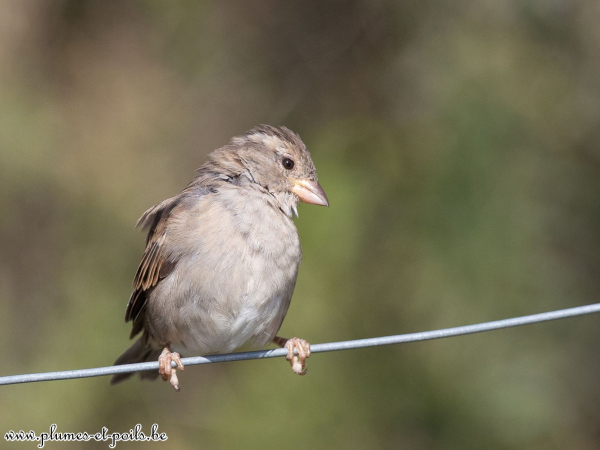 Moineau domestique