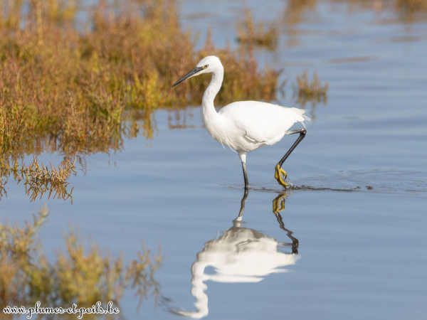 Aigrette garzette