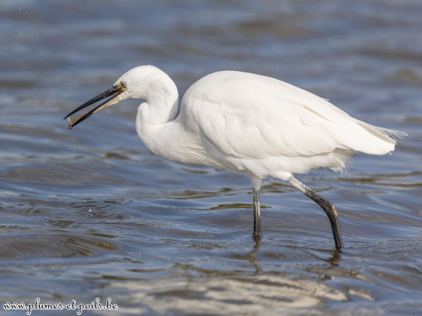 Aigrette garzette