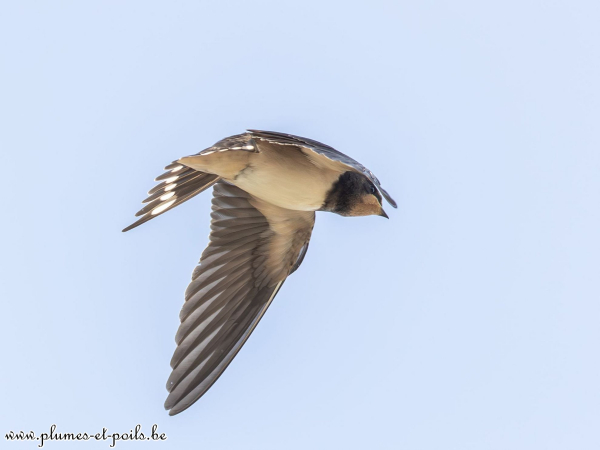 Hirondelle rustique