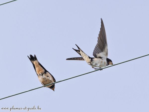 Hirondelle rustique