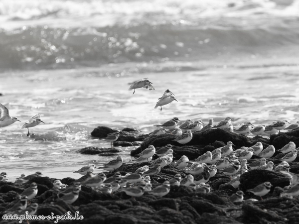 Bécasseaux sanderlings