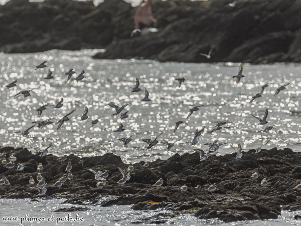 Bécasseaux variables et sanderlings