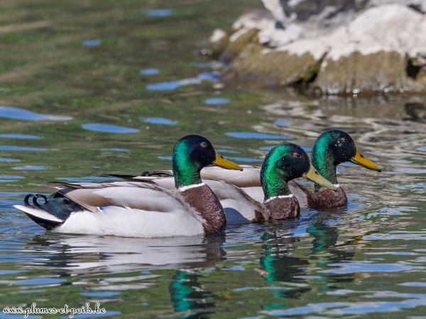 Colvert