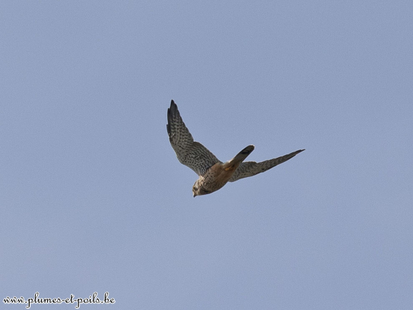 Faucon crécerelle
