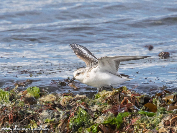 Bécasseau sanderling