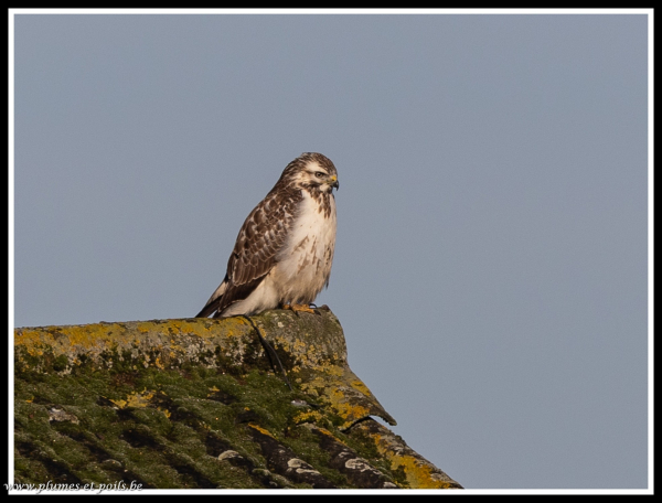 Buse variable