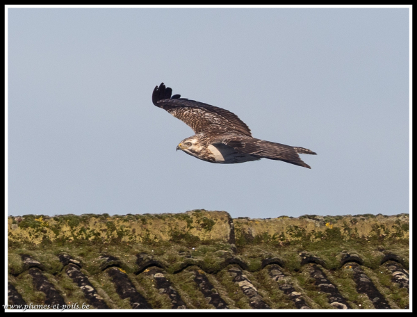 Buse variable