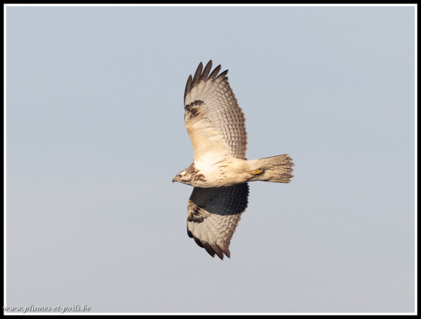 Buse variable