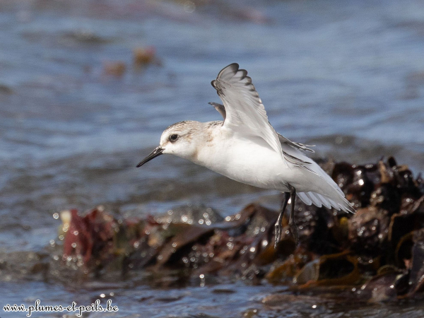 Bécasseau sanderling