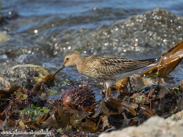 Bécasseau variable