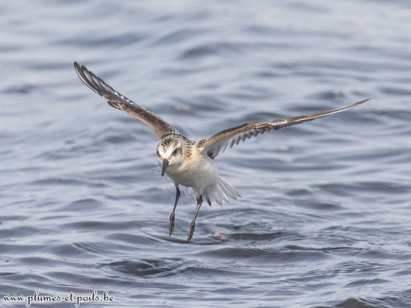 Bécasseau sanderling