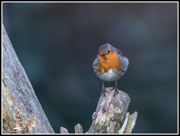 Rouge-gorge