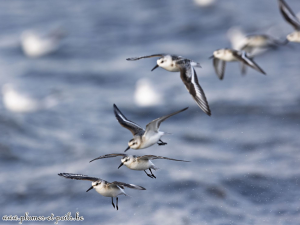 Bécasseaux sanderlings