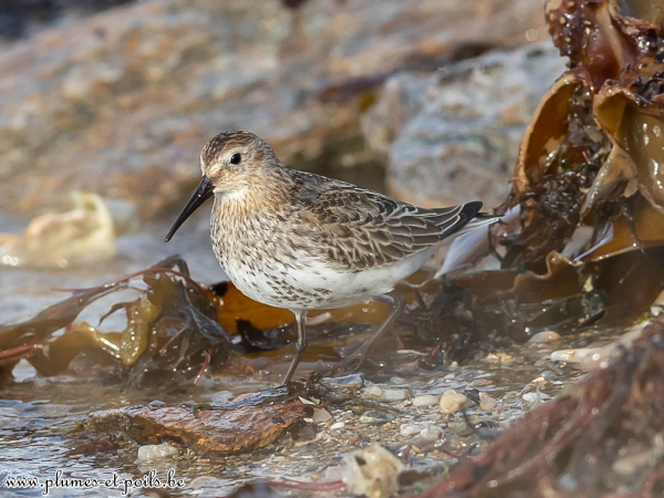 Bécasseau variable
