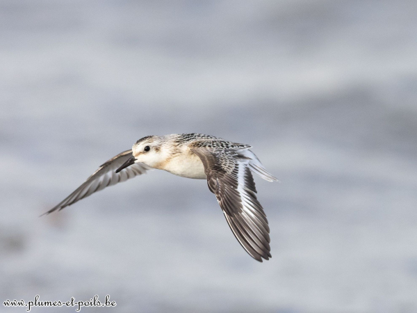 Bécasseau sanderling