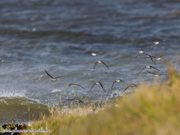 Bécasseaux sanderlings