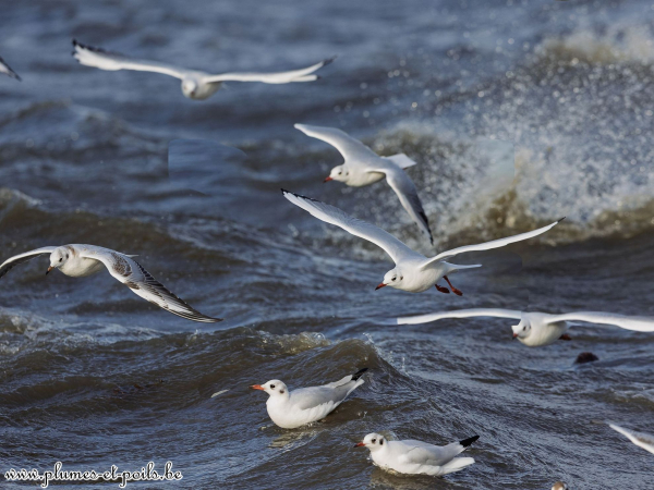 Mouettes rieuses