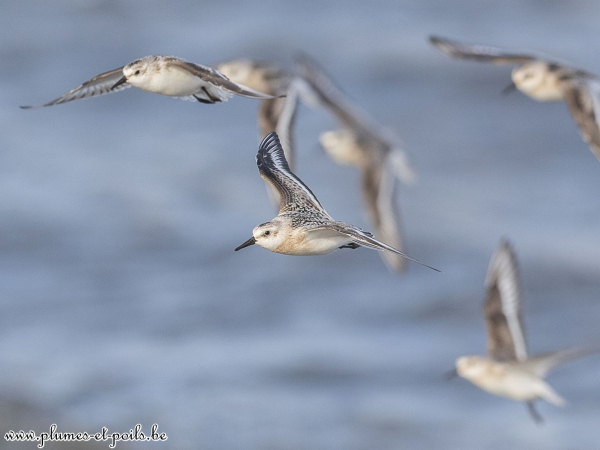 Bécasseaux sanderlings