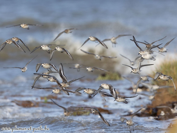 Bécasseaux sanderlings